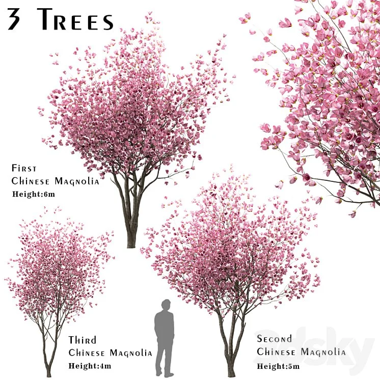 Set of chines Magnolia Trees
